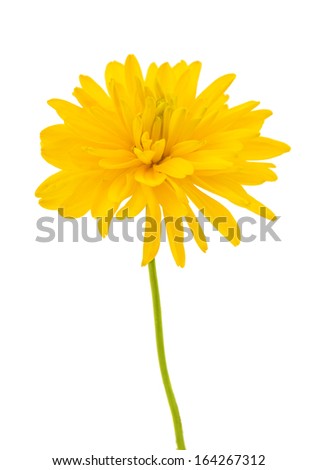 yellow dahlia isolated on white background