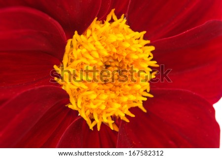 dahlia flower isolated on white background