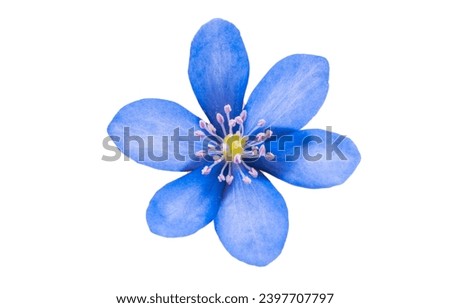 Similar – Image, Stock Photo Small white flowers on a light blue background