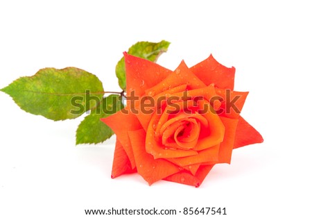 orange rose with drops on white background