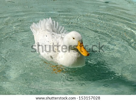 White Peking duck in water