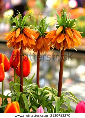 Image, Stock Photo Fritillaria imperialis (crown imperial, fritillary or kaiser crown) is a species of flowering plant in the lily family. Close-up