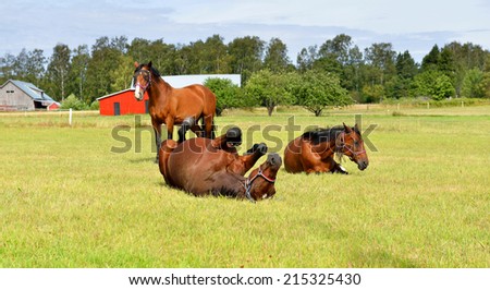 Horses at horse farm. Country landscape. Happy life