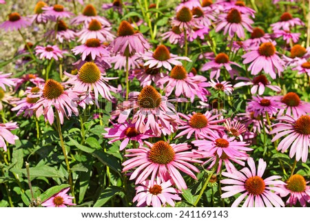 Echinacea is genus, or group of herbaceous flowering plants in daisy family, Asteraceae