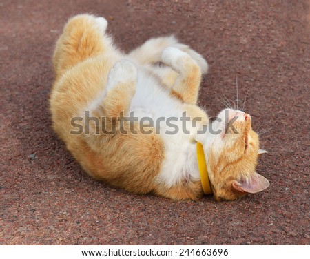 Funny ginger cat lying on his back