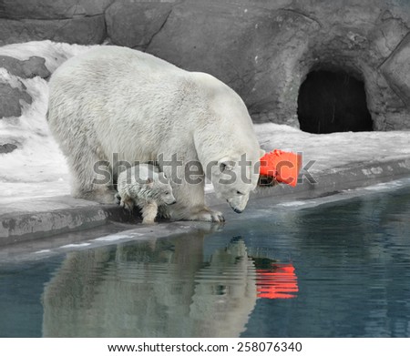 Little bear cub and his mother, polar bear