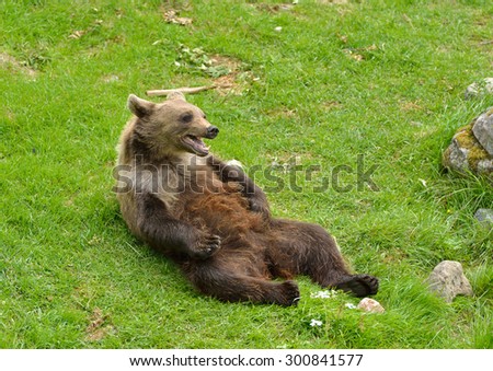 Young brown bear  (Ursus arctos) lying on his back on green lawn in forest