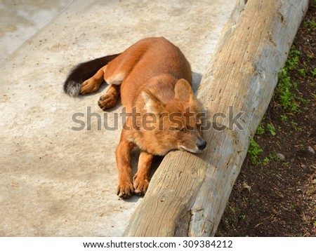 Dhole (Cuon alpinus), other English names for species include Indian wild dog, whistling dog, chennai, Asiatic wild dog, red wolf, red dog and mountain wolf