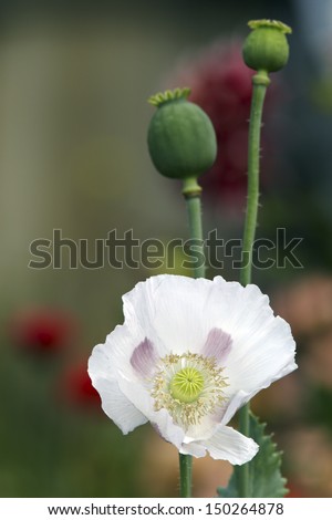 White poppies flower and buds