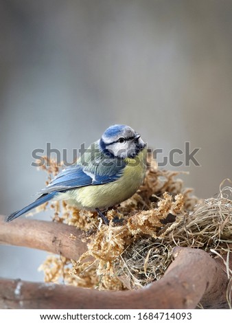 Similar – Image, Stock Photo Blue tit offspring in the tree