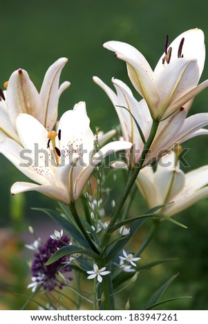 White lily bush bouquet like