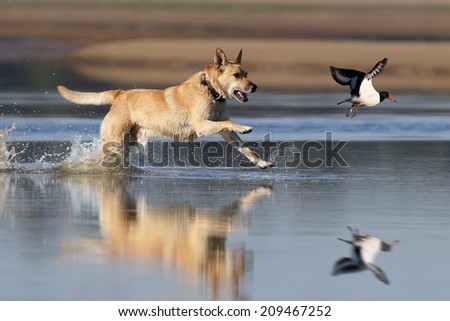 Running dog hunting on oyster-catcher
