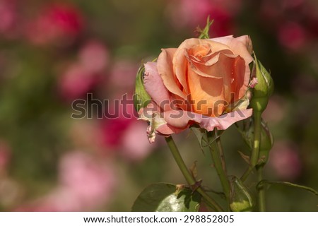 Rose blossom in roses garden