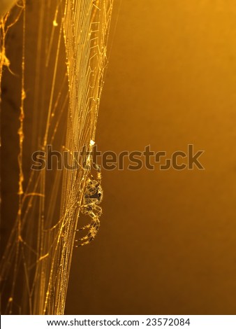 Araneus diadematus, European garden spider or diadem spider, an orb-weaver spider