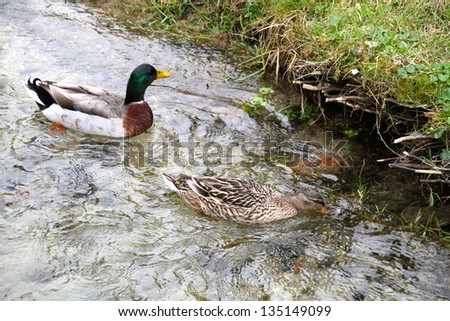 Usual male wild  duck green head over transparent water
