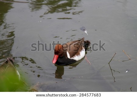 duck with red beak on a pond