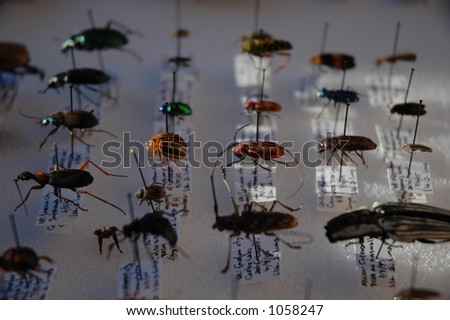 Collection of beetle grasshoppers wasps and insects in general