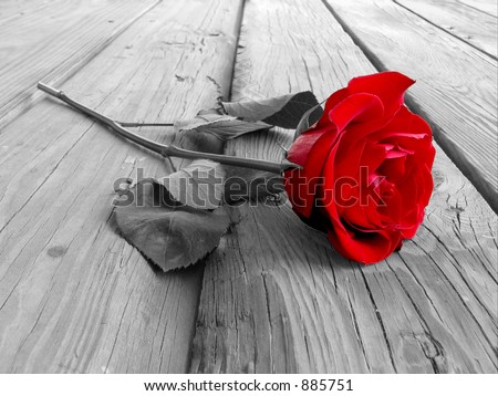 red rose on wood floow - black and white