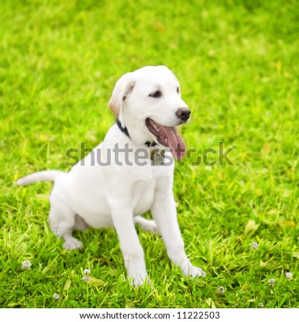 cute little dog staying on grass looking to the side. the breed is labrador mixed white cream color