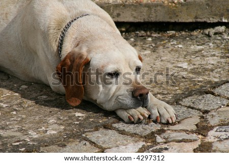 Old dog on pavement rest head on paws