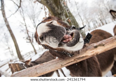 Funny donkeys reaching out for food