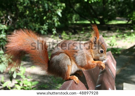 Squirrel sitting on a bench and eat a nut