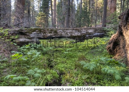 Mossy log in the Giant Forest at Sequoia National Park.