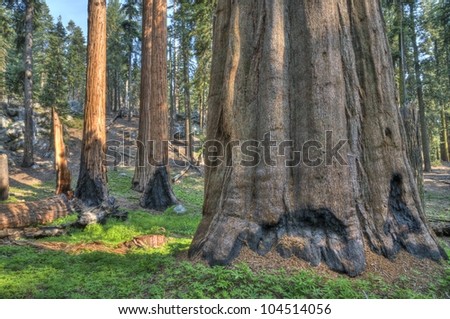 Sequoia in the Giant Forest at Sequoia National Park.
