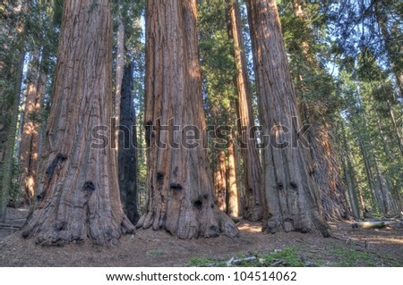 Sequoias in the Giant Forest at Sequoia National Park.