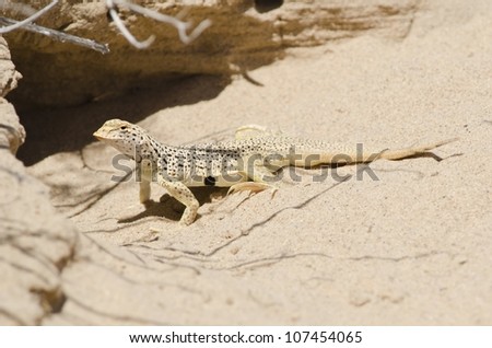 A male mohave fringe-toed lizard in front of its burrow at the Kelso Dunes in the Mojave National Preserve.