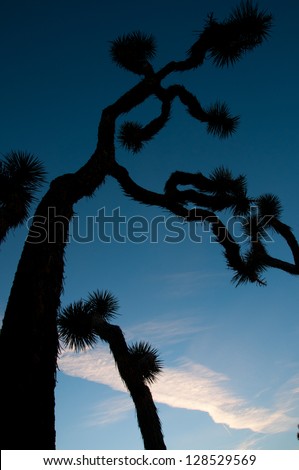 A silhouette of a joshua tree in Joshua Tree National Park.