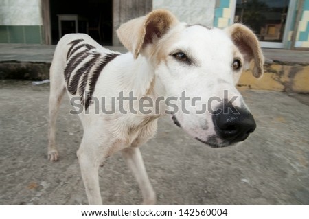A street dog in Peru with the number 1000 painted on it.