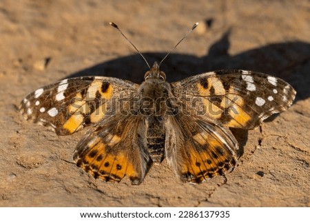 Similar – Foto Bild Vanessa cardui. Bunter Schmetterling auf einem Blatt sitzend. Selektiver Fokus auf Makrofotografie.