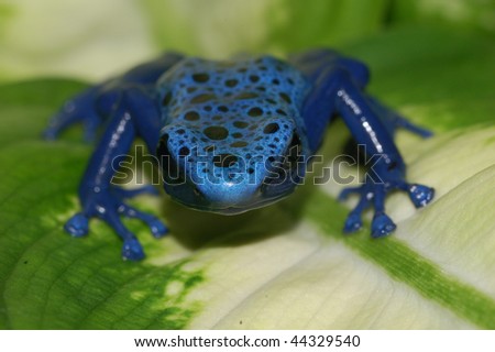 blue poison dart frog \