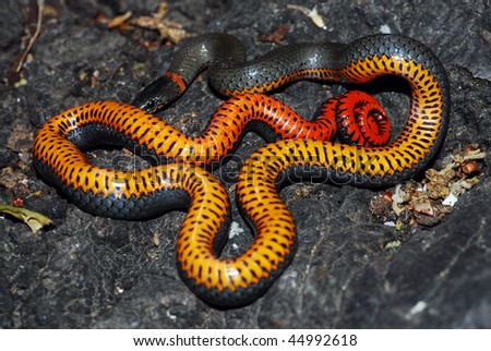 A Harmless Ringneck Snake Tries To Warn Predators With Its Orange ...