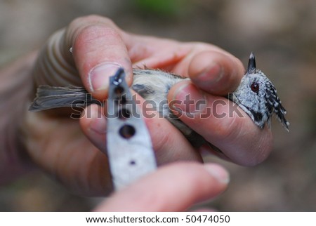 A biologist tagging a crested tit bird for a research study with sharp focus on the birds head.