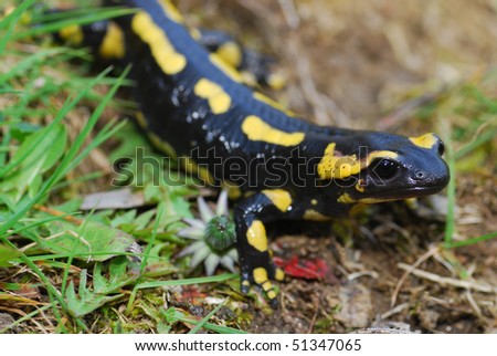 A fire salamander in the Spanish Pyrenees Mountains