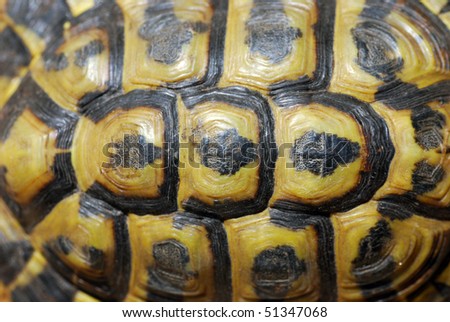 A close up on the shell of an endangered Mediterranean Tortoise in Spain.