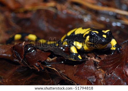 A pregnant female fire salamander in the Spanish Pyrenees Mountains