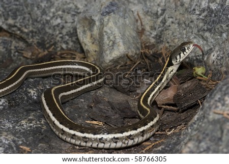 A black-necked garter snake flicking its tongue.
