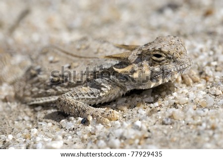 A Flat-tailed horned lizard (Phrynosoma mcallii), a species of special concern, in southern California.