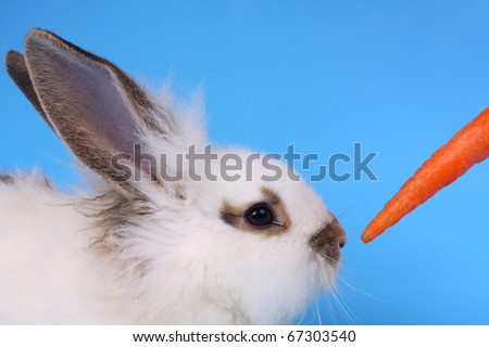 Fluffy rabbit and carrot against the blue background