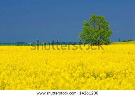 Alone standing green tree, vivid yellow rapeseed field, deep blue summer sky. Horizontal picture