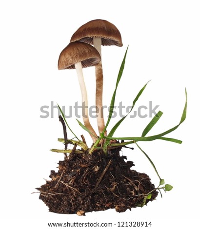 mushrooms and grass isolated on white background