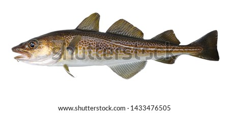 Atlantic cod fresh, Gadus morhua, fish of Greenland Stockfoto © 