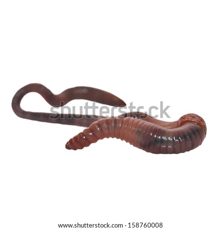 earthworm, earth worm  isolated on white, ( common Asian earthworm, amynthas )