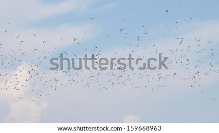 flock of birds swallows Sand Martin