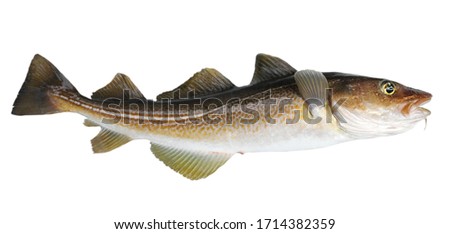 Atlantic cod fresh, Gadus morhua, fish of Greenland Stockfoto © 