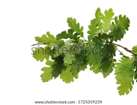 Young oak leaves on branch, green foliage isolated on white background ストックフォト © 