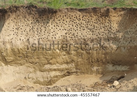 Colony of swallows, Active Sand Martin breeding colony